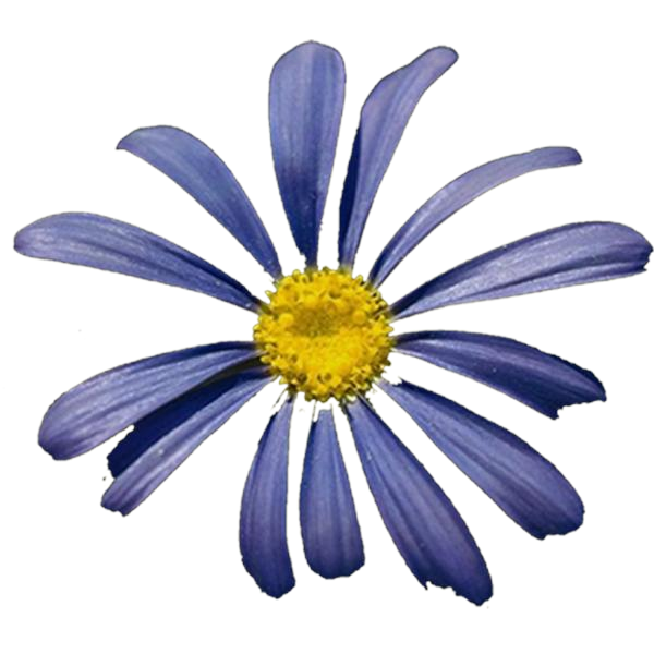 Free Daisy Flower Daisy Aster Clipart Clipart Transparent Background