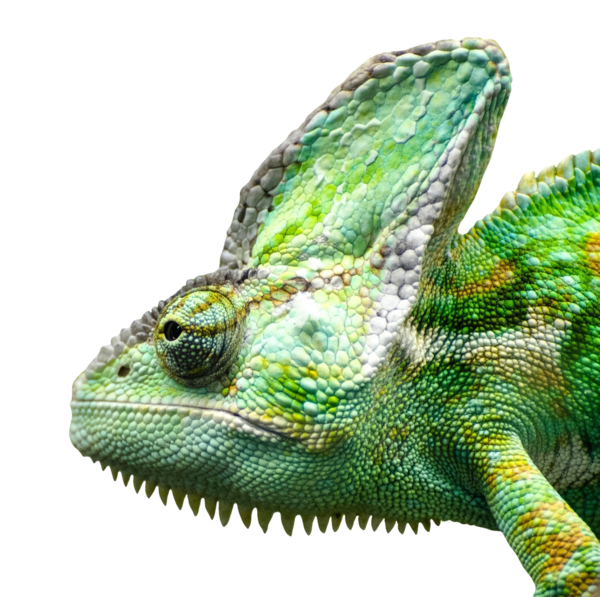 Free Lizard Reptile Chameleon Scaled Reptile Clipart Clipart Transparent Background