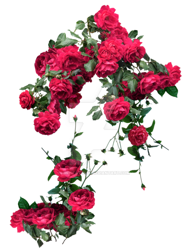 Free Carnation Flower Garden Roses Rose Family Clipart Clipart Transparent Background