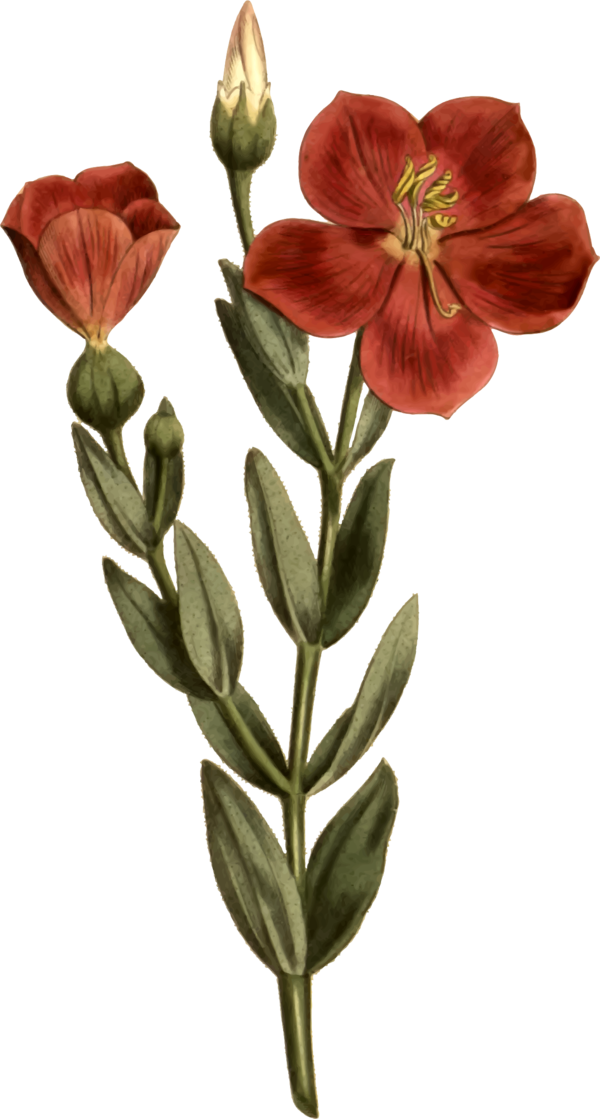 Free Tulip Flower Plant Tulip Clipart Clipart Transparent Background