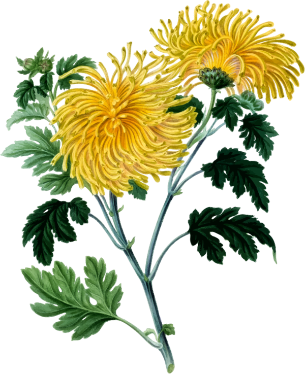 Free Daisy Flower Plant Oxeye Daisy Clipart Clipart Transparent Background