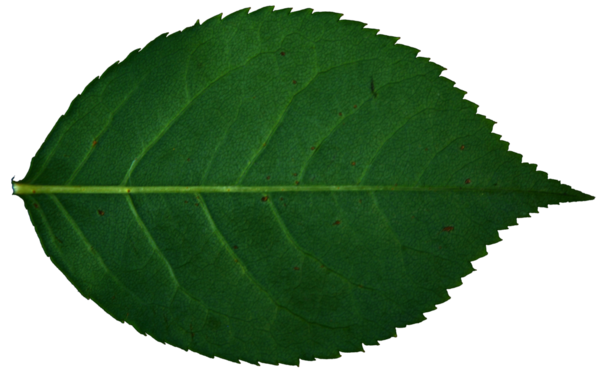 Free Rose Leaf Plant Clipart Clipart Transparent Background