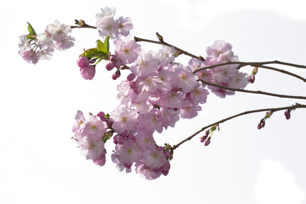 Free Spring Blossom Cherry Blossom Lilac Clipart Clipart Transparent Background