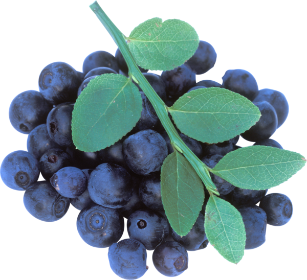 Free Tea Berry Blueberry Fruit Clipart Clipart Transparent Background