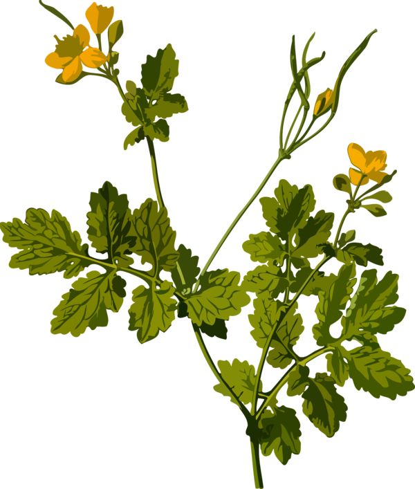 Free Vegetable Flower Plant Leaf Clipart Clipart Transparent Background