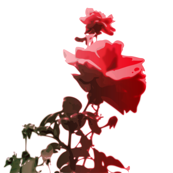 Free Carnation Flower Rose Family Garden Roses Clipart Clipart Transparent Background