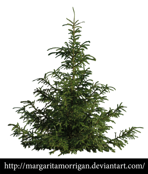 Free Christmas Tree Plant Spruce Clipart Clipart Transparent Background