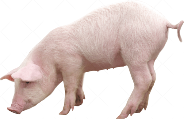 Free Pig Pig Nose Snout Clipart Clipart Transparent Background