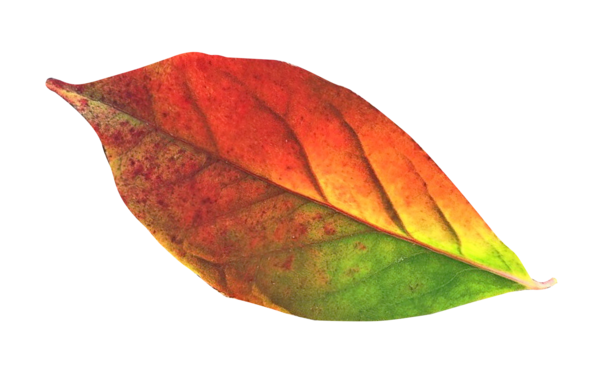 Free Autumn Leaf Plant Clipart Clipart Transparent Background