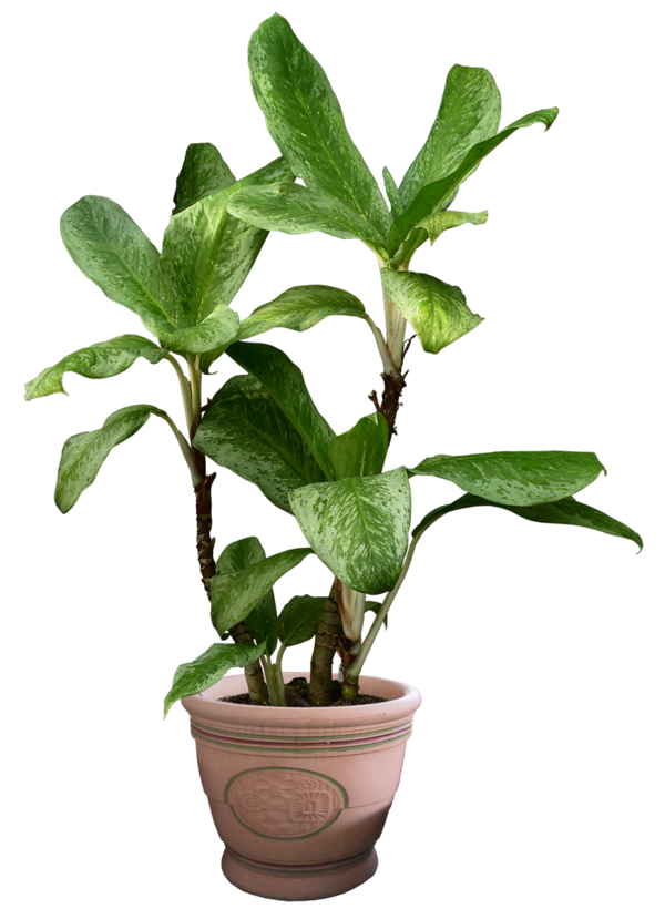 Free Herb Plant Flowerpot Leaf Clipart Clipart Transparent Background