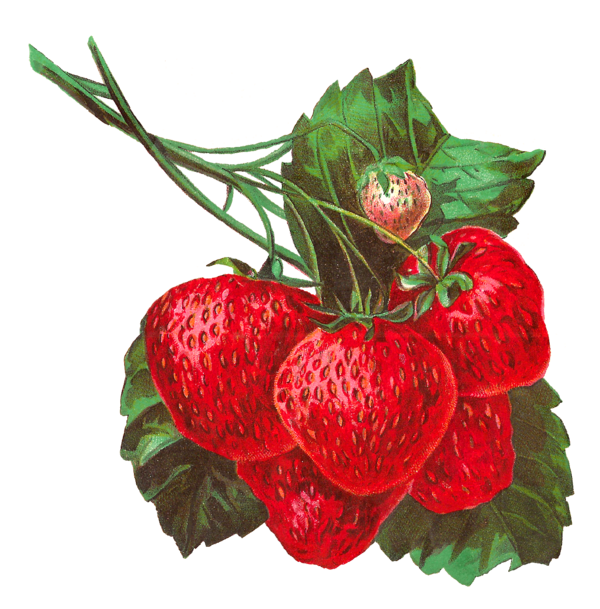 Free Fruit Natural Foods Strawberry Strawberries Clipart Clipart Transparent Background