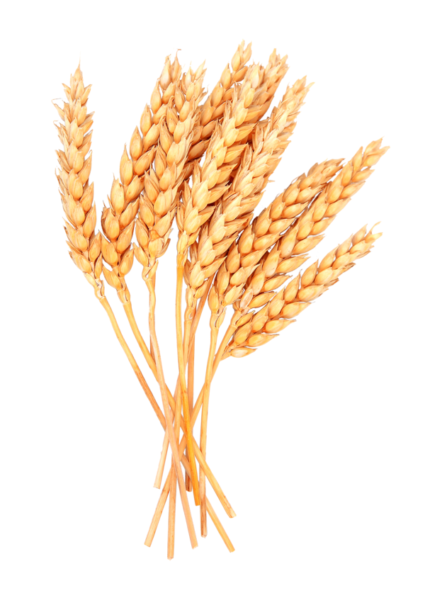 Free Family Food Grain Grain Grass Family Clipart Clipart Transparent Background