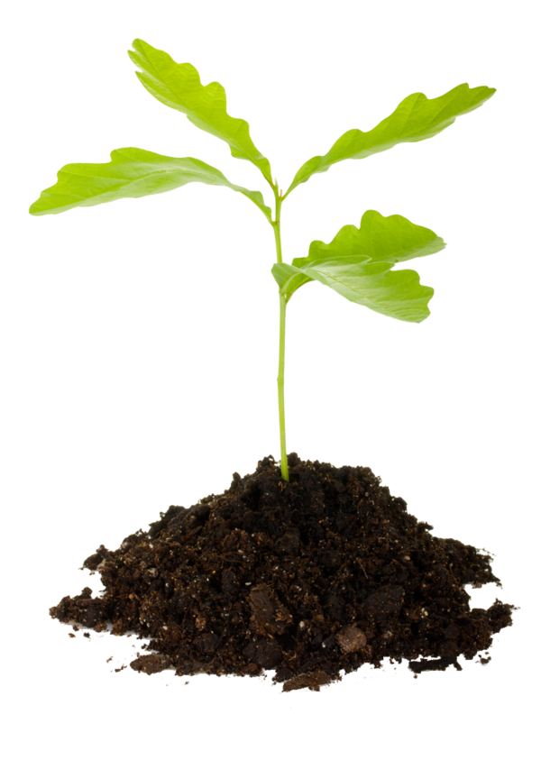 Free Tree Soil Tree Plant Clipart Clipart Transparent Background