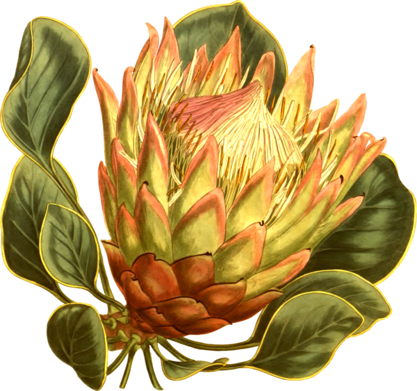 Free Vegetable Flower Plant Protea Clipart Clipart Transparent Background