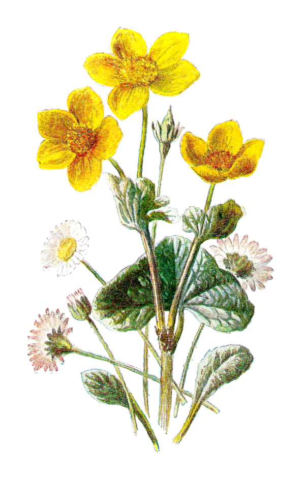 Free Daisy Flower Flora Plant Clipart Clipart Transparent Background