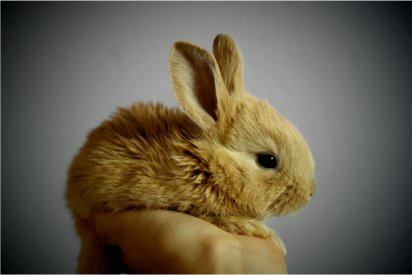 Free Rabbit Rabbit Snout Hare Clipart Clipart Transparent Background
