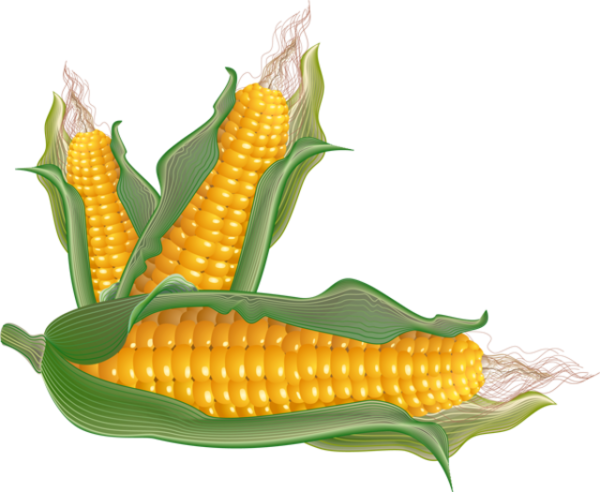 Free Fruit Corn On The Cob Sweet Corn Vegetarian Food Clipart Clipart Transparent Background