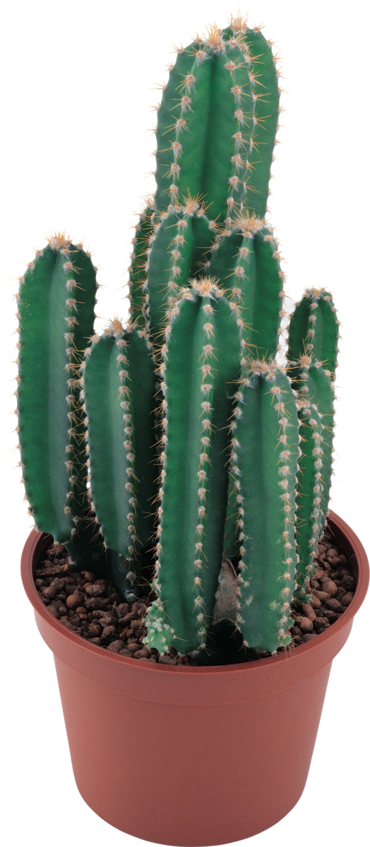 Free Cactus Plant Cactus Acanthocereus Tetragonus Clipart Clipart Transparent Background