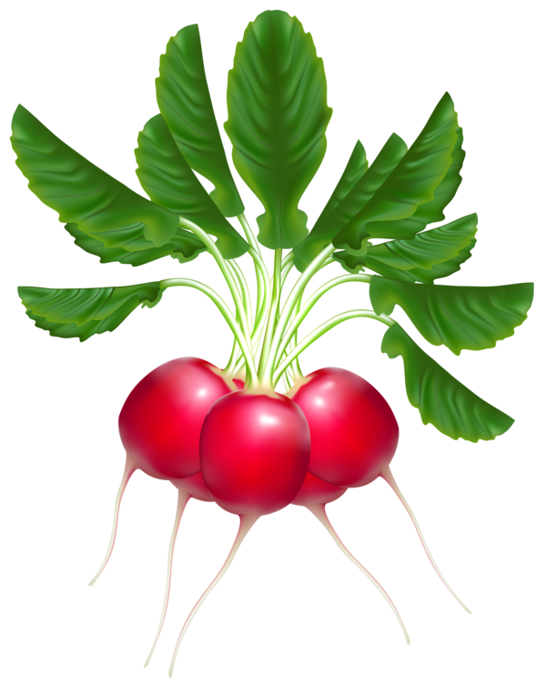 Free Fruit Natural Foods Vegetable Radish Clipart Clipart Transparent Background