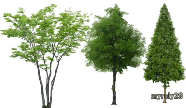 Free Leaf Tree Woody Plant Plant Clipart Clipart Transparent Background