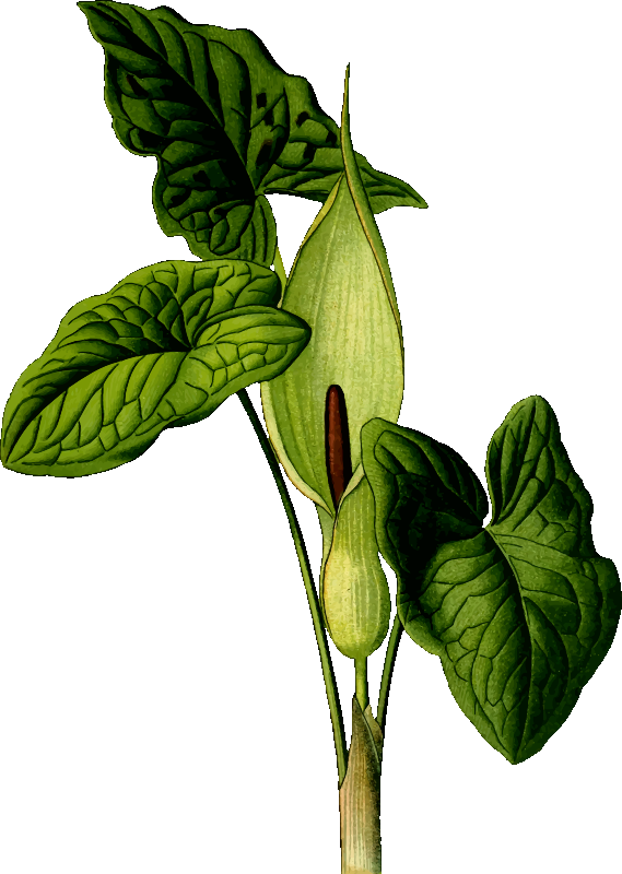 Free Family Plant Leaf Flower Clipart Clipart Transparent Background