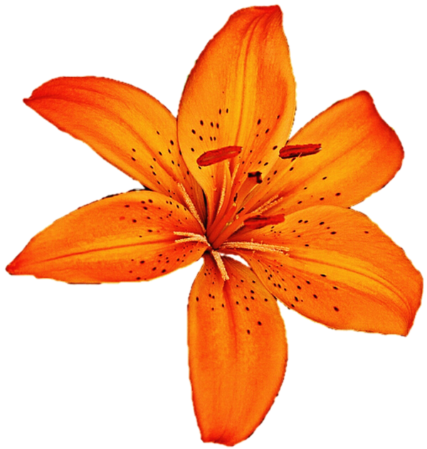 Free Lily Flower Lily Orange Lily Clipart Clipart Transparent Background