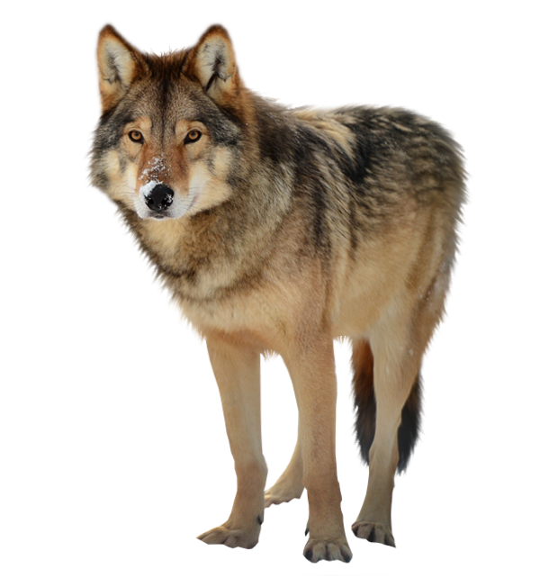 Free Wolf Wolf Wildlife Coyote Clipart Clipart Transparent Background