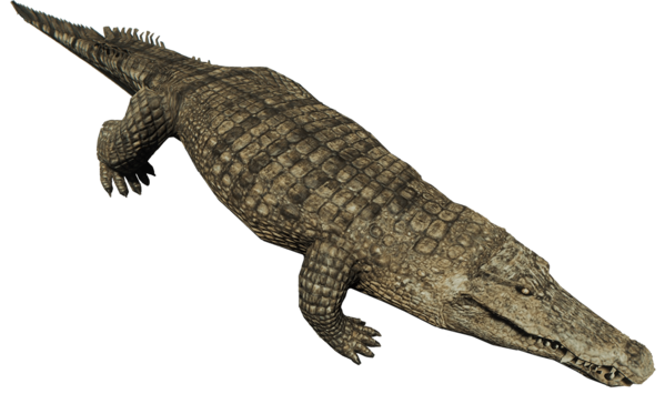 Free Lizard Reptile Crocodilia Crocodile Clipart Clipart Transparent Background
