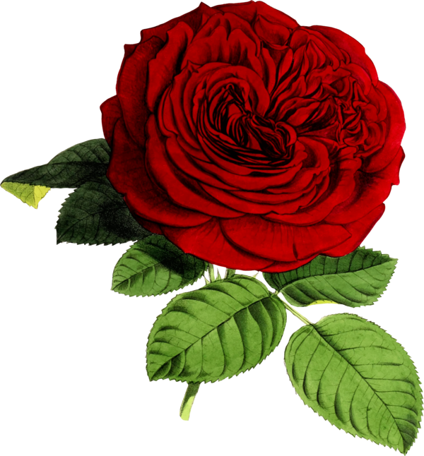 Free Birthday Flower Rose Garden Roses Clipart Clipart Transparent Background
