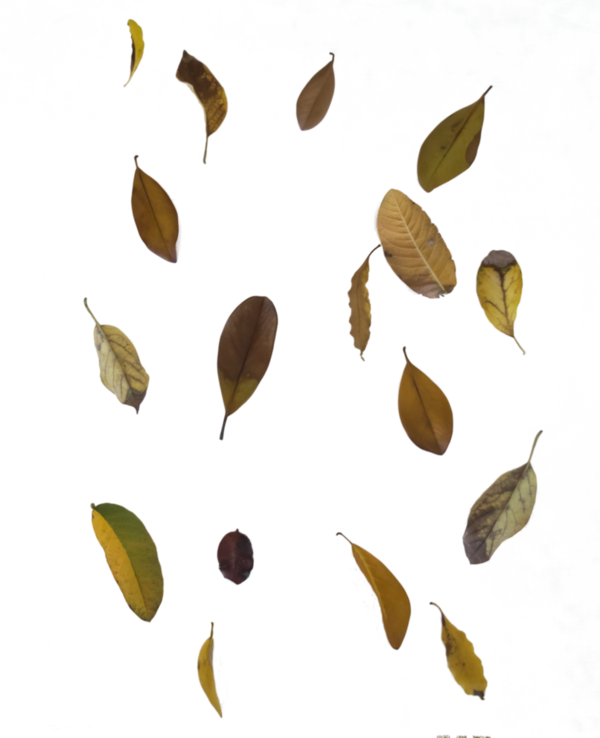 Free Autumn Leaf Commodity Clipart Clipart Transparent Background