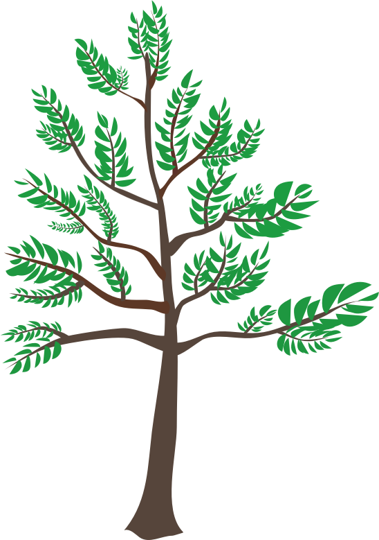 Free Family Tree Leaf Woody Plant Clipart Clipart Transparent Background