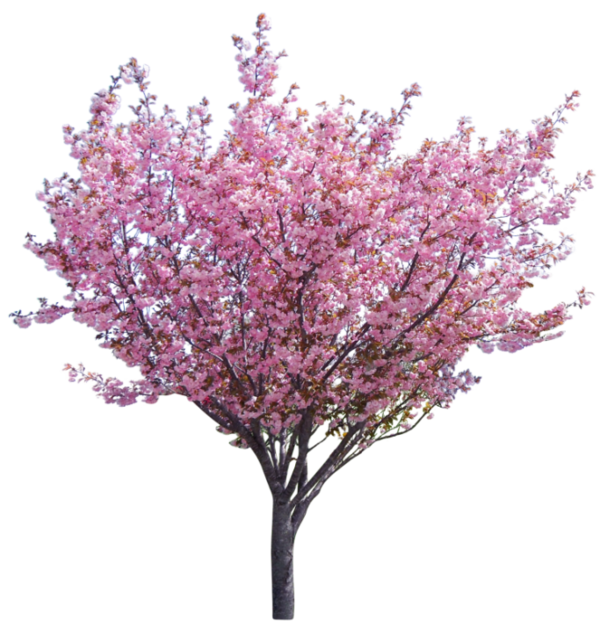 Free Spring Plant Violet Tree Clipart Clipart Transparent Background