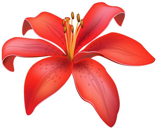 Free Lily Flower Petal Lily Clipart Clipart Transparent Background