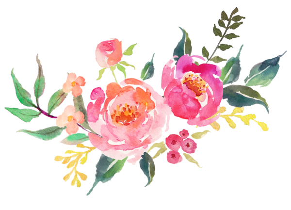 Free Peony Flower Plant Rosa Centifolia Clipart Clipart Transparent Background