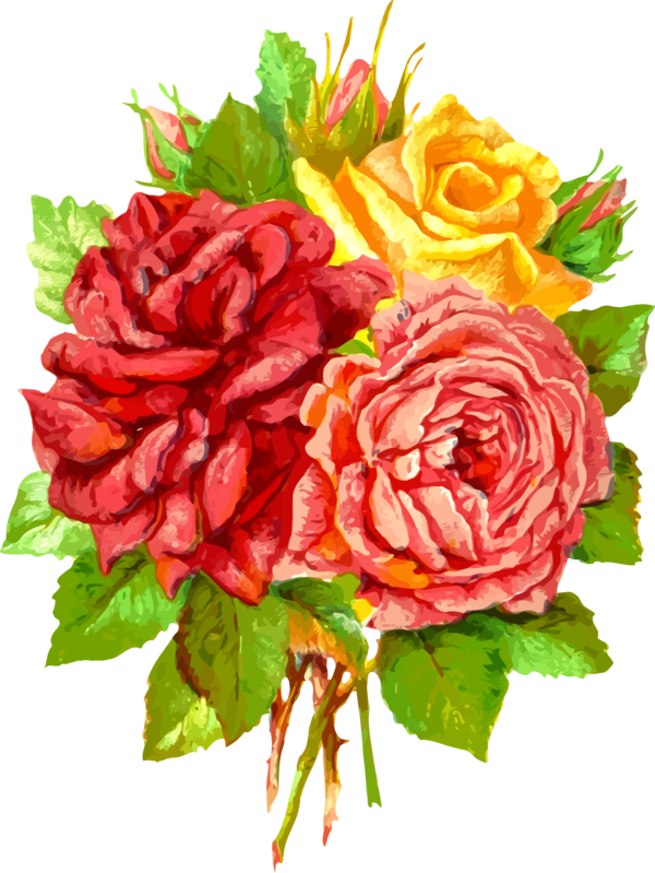Free Carnation Flower Garden Roses Rose Clipart Clipart Transparent Background