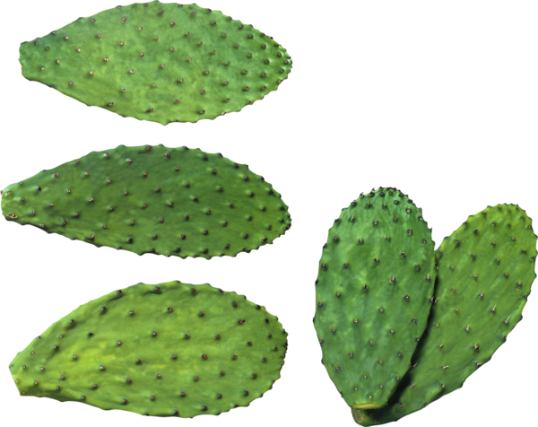 Free Cactus Nopal Barbary Fig Nopalito Clipart Clipart Transparent Background