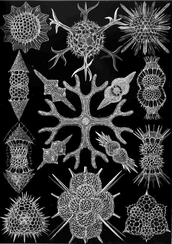 Free Snowflake Black And White Symmetry Visual Arts Clipart Clipart Transparent Background