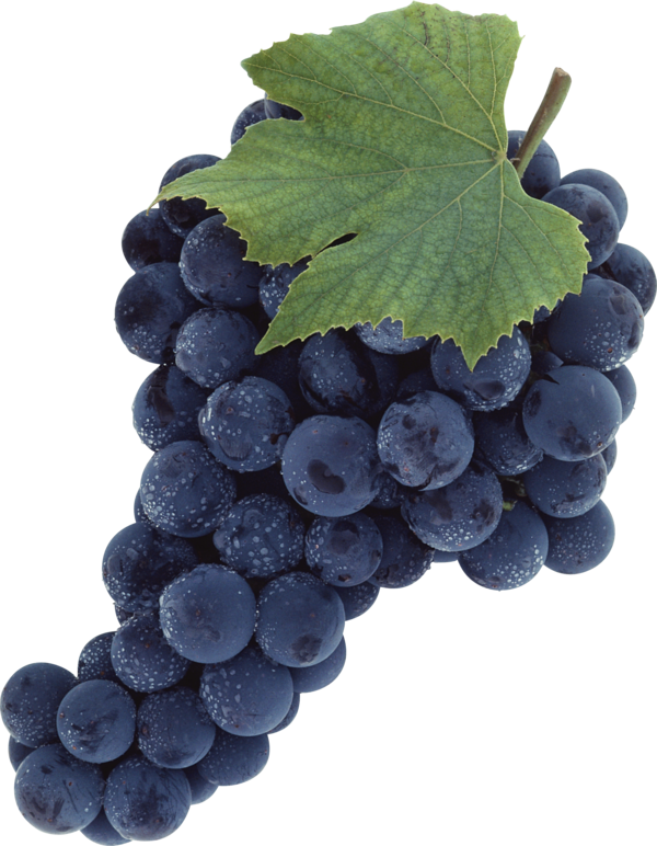 Free Wine Grape Fruit Grapevine Family Clipart Clipart Transparent Background