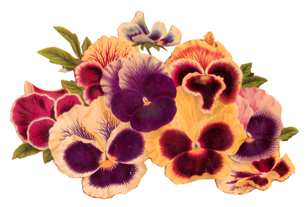 Free Garden Flower Violet Plant Clipart Clipart Transparent Background