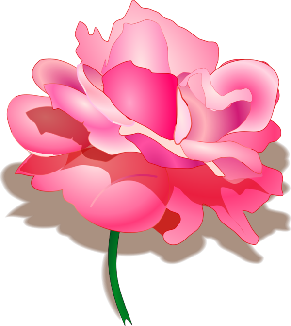 Free Peony Flower Rose Family Plant Clipart Clipart Transparent Background