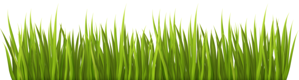 Free Family Grass Grass Family Plant Clipart Clipart Transparent Background