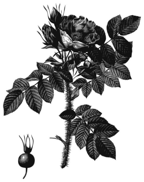 Free Leaf Black And White Flower Flora Clipart Clipart Transparent Background