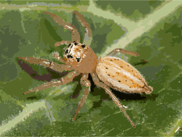 Free Insect Spider Arachnid Orb Weaver Spider Clipart Clipart Transparent Background