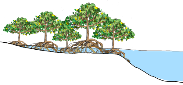 Free Water Tree Plant Woody Plant Clipart Clipart Transparent Background