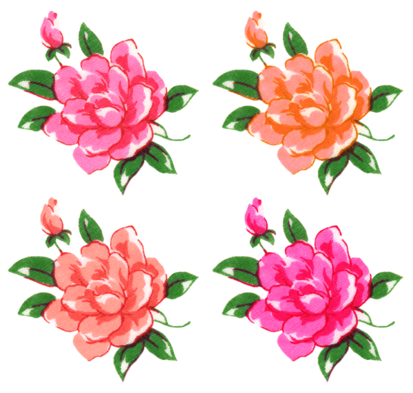 Free Carnation Flower Plant Cut Flowers Clipart Clipart Transparent Background
