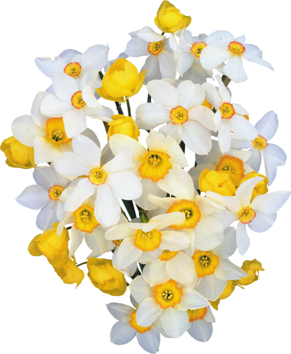Free Daffodil Flower Cut Flowers Petal Clipart Clipart Transparent Background