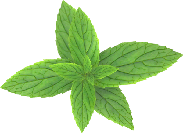 Free Herb Leaf Plant Herb Clipart Clipart Transparent Background