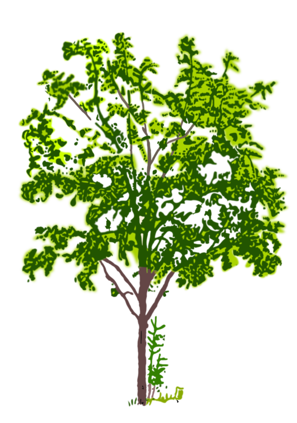 Free Herb Plant Tree Branch Clipart Clipart Transparent Background