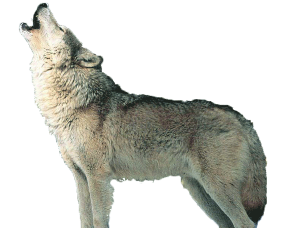 Free Wolf Wolf Coyote Wildlife Clipart Clipart Transparent Background