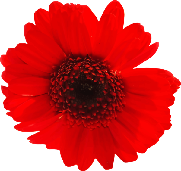 Free Gerbera Flower Gerbera Petal Clipart Clipart Transparent Background
